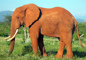 Elefant