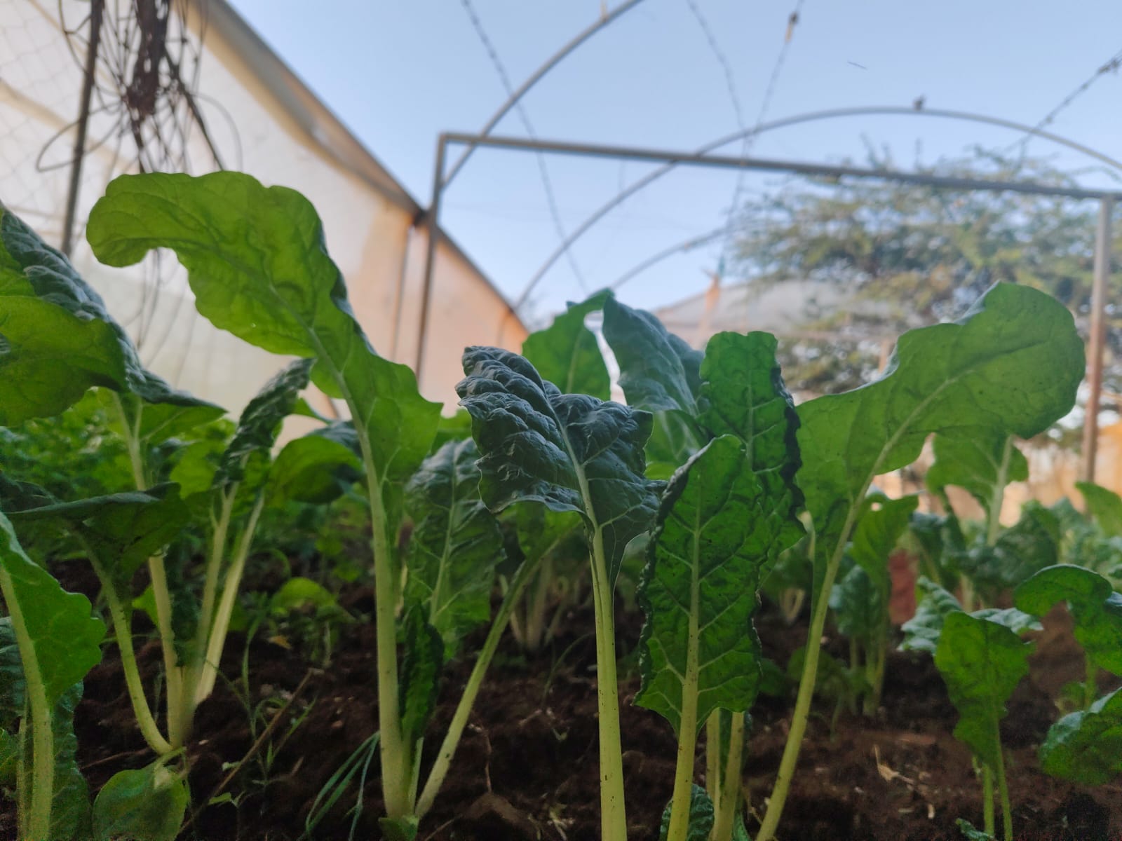 Projektbericht Wiederaufnahme des Gartenbetriebs